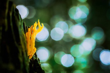 Mantarlı mercan mantarı. Yapışkan Mercan Mantarının Macro 'su, Calocera viscosa