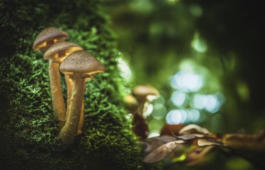Karanlık ormandaki ağaç kütüğünde parlayan mantar mantarları. Alçakgönüllülük. Sihirli doğa makro arka planı. Yumuşak odak.
