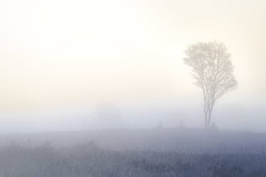 Hafif sis ya da sabah sisi. Bozkırdaki ağaçların arasından güneş parlıyor. Güneşli büyülü bir manzara Sabah vakti doğan güneşin ışınlarında.