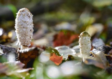 Forest Meadow Coprinus 'ta bir mantarın yakın çekimi. Komadaki tüylü mürekkep kaplı avukat peruğu ya da Shaggy Mane yan görüntüsü.
