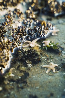 Küçük istiridye yığınları arasında küçük deniz yıldızları