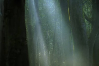 Orman Ağaçları Arasında Güneş Işığı Filtresi