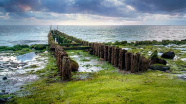 Hollanda 'nın Zeeland sahilinde yeşil deniz yosunlarıyla kaplanmış su kırıcılar..