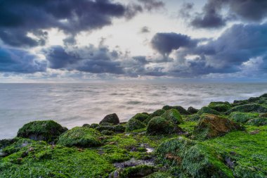 Batan güneşin ve mistik dalgaların ışığında yeşil yosunlu kayalar. Hollanda, Zeeland, Hollanda 'da uzun süreli fotoğrafçılık