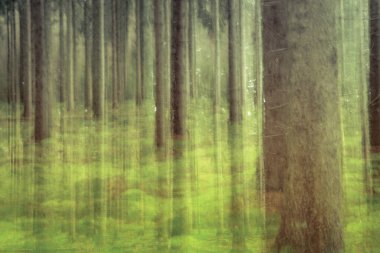 Fir forest with ground covered in moss located in the Netherlands, Zwarte dennen', Province Overijssel clipart