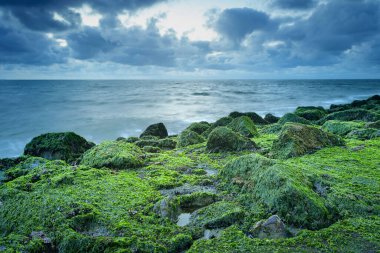 Batan güneşin ve mistik dalgaların ışığında yeşil yosunlu kayalar. Hollanda, Zeeland, Hollanda 'da uzun süreli fotoğrafçılık