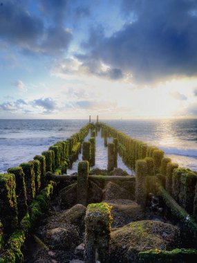 Hollanda, Walcheren sahilindeki dalgaları kırmak için tahta kutuplar.