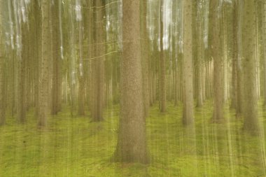 Hollanda, Zwarte dennen, Overijssel ilinde yosunlarla kaplı bir orman.