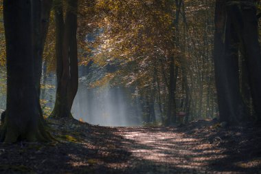 Sabahın erken saatlerinde Beech ormanında karamsar atmosfer ve sis