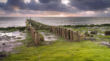 Hollanda 'nın Zeeland sahilinde yeşil deniz yosunlarıyla kaplanmış su kırıcılar..