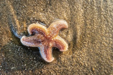 Hollanda sahilindeki kumsalda denizyıldızı
