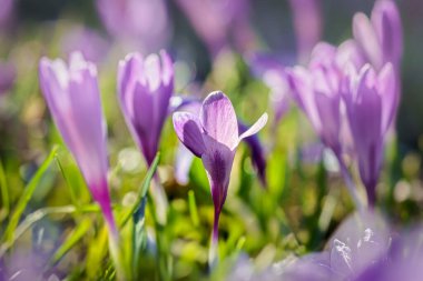 Narin taç yaprakları ve taze yeşil filizler baharın gelişini müjdeliyor, doğal güzellik ve yenilenme manzarası yaratıyor.