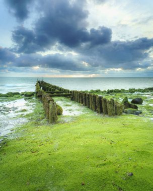 Hollanda 'nın Zeeland sahilinde yeşil deniz yosunlarıyla kaplanmış su kırıcılar..