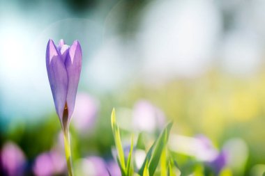 Hollanda, Overijssel Kampen 'deki parkta büyüyen mor kır çiçekleri,