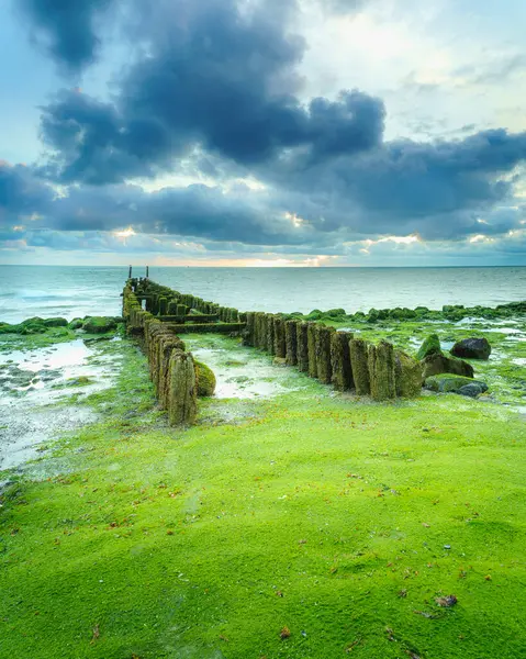 Hollanda 'nın Zeeland sahilinde yeşil deniz yosunlarıyla kaplanmış su kırıcılar..