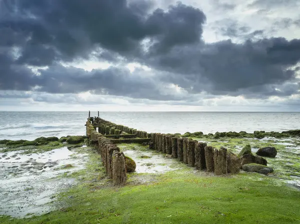 Hollanda 'nın Zeeland sahilinde yeşil deniz yosunlarıyla kaplanmış su kırıcılar..