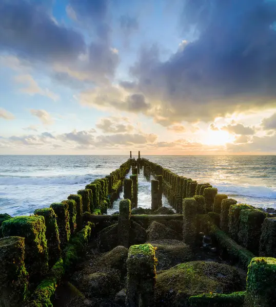 Hollanda, Walcheren sahilindeki dalgaları kırmak için tahta kutuplar.