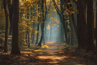 Büyülü ve karamsar atmosfer, güneş ve sisli ağaç gövdeleri arasındaki manzara.