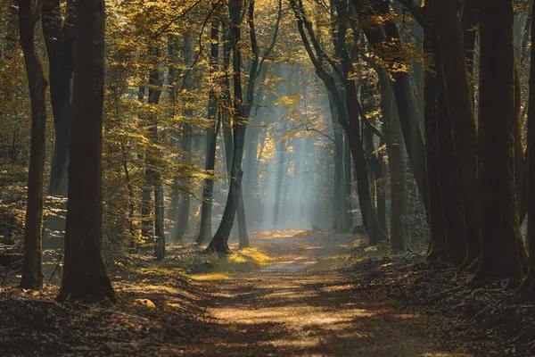 Büyülü ve karamsar atmosfer, güneş ve sisli ağaç gövdeleri arasındaki manzara.