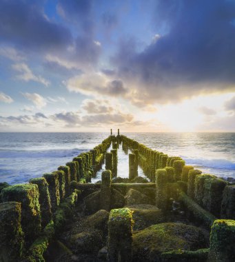 Ahşap ağaçlar dinamik denize doğru uzanıyor. Kıyı güneşinin dramatik ışığıyla yıkanıyor. Karanlık, desenli bulutların arasından kırılıyor..