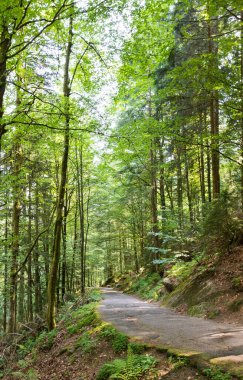 Almanya 'nın güneybatısındaki güzel Schwarzwald Ormanı