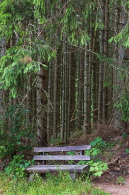 Almanya 'nın güneybatısındaki güzel Schwarzwald Ormanı