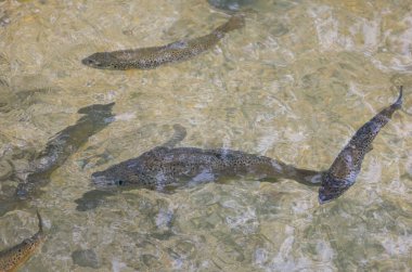 Şeffaf bir dağ gölünde güzel bir alabalık.