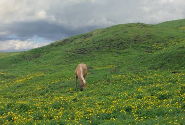 Alp çayır İtalya 'da kırmızı at