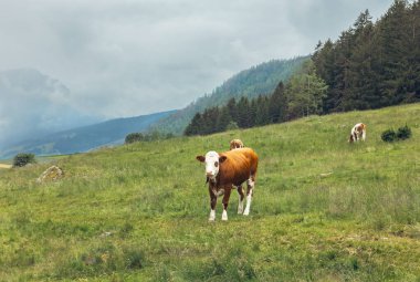 İtalya 'daki Alp çayırlarında inekler otlar.