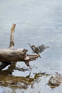 Doğadaki güzel serçe, kapat.