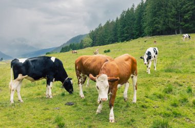İtalya 'daki Alp çayırlarında inekler otlar.