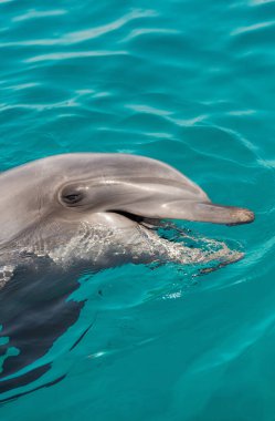 Eilat Körfezi 'ndeki güzel yunuslar