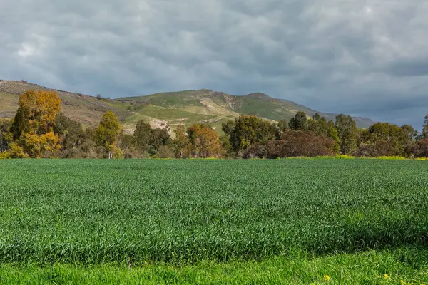 İsrail 'in Golan Tepeleri' ndeki güzel sonbahar manzarası