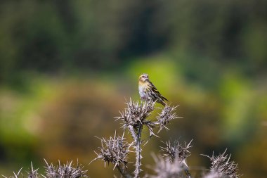 Güzel kuş Siskin İsrail 'de ince bir dalda oturuyor.