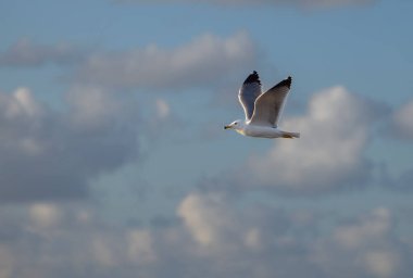 Gün batımında bulutların arkasında güzel bir martı.