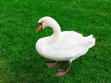 Otların üzerinde otlayan güzel bir kuğu
