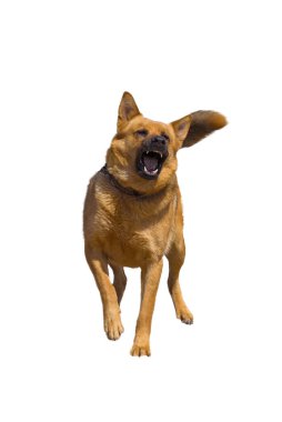 Alman çoban köpeği beyaz arkaplanda izole edildi.