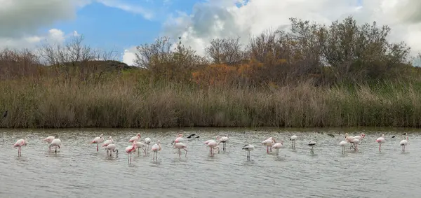 group of beautiful pink and gray flamingos on a background of water