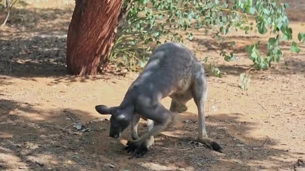 澳大利亚袋鼠躺在树阴下休息 — 图库视频影像