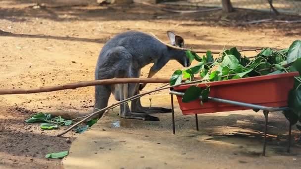 Australijski Kangaroo Zjada Liście Drzewa — Wideo stockowe