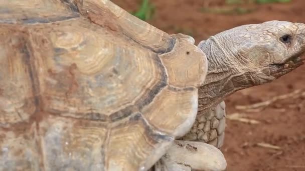 Портрет Движущейся Гигантской Черепахи Крупный План — стоковое видео