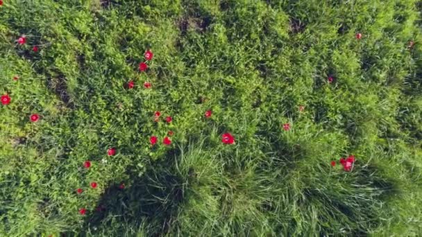 在以色列境内近距离拍摄的红色罂粟的无人驾驶飞机镜头 — 图库视频影像