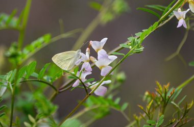 Güzel kelebek Repnitsa beyaz bir çiçeğin üzerinde