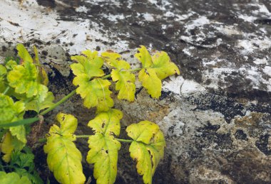 Gri taştan bir duvarın arka planında sarı yapraklar.
