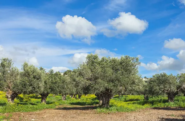 Srail Deki Güzel Zeytin Bahçesine Karşı Beyaz Bulutlu Mavi Gökyüzü — Stok fotoğraf