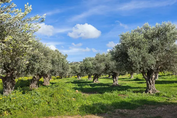 Красивий Сад Оливкових Дерев Ізраїлі Тлі Блакитного Неба Білими Хмарами — стокове фото
