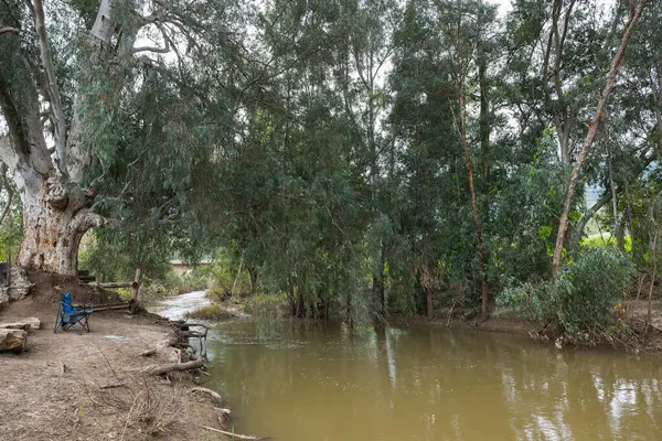 Srail Deki Kishon Nehri Üzerindeki Güzel Okaliptüs Manzarası — Stok fotoğraf