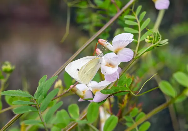 白い花のクローズアップに美しい蝶レプティッツァ — ストック写真