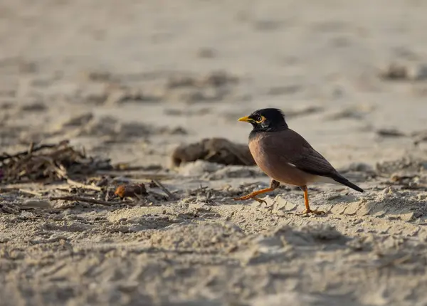 Mynah鸟在沙滩上走得很近 — 图库照片