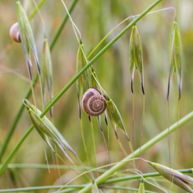 Güzel salyangoz çimlerin üzerinde yakın planda.